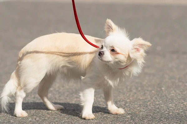 Σκυλί Chihuahua γκρο πλαν — Φωτογραφία Αρχείου
