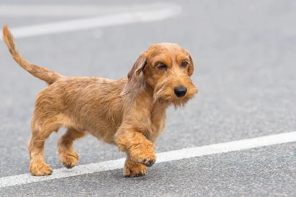 クローズ アップ ・ テリアの犬 — ストック写真