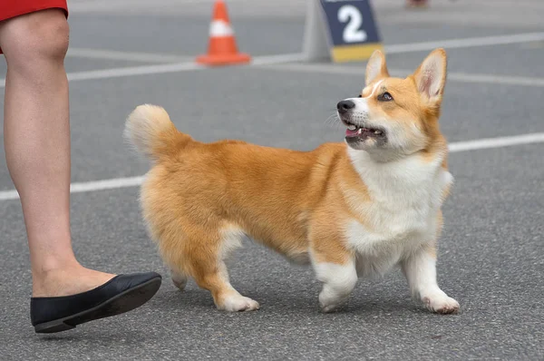 Galce Corgi yakın çekim