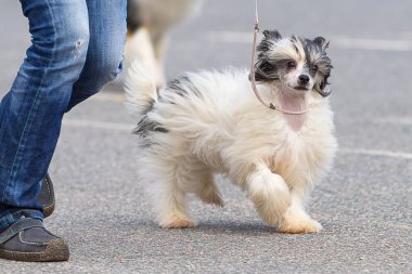 Çince Tepeli Köpek