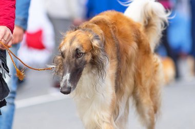 Avcılık köpek yakın çekim