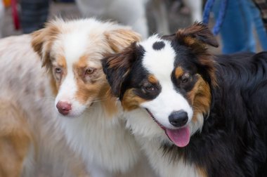 Küçük köpek yakın çekim