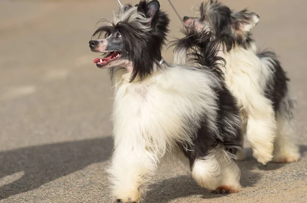Anjing Bulan Sabit Cina — Stok Foto