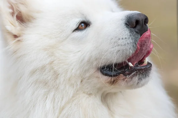 萨摩耶德犬特写 — 图库照片