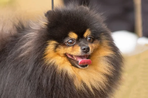 Köpek Spitz yakın çekim