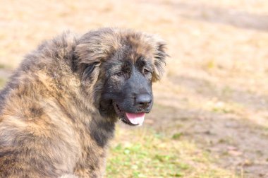Büyük köpek yakın çekim