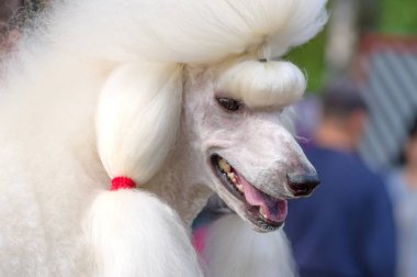 Köpek fino köpeği yakın çekim