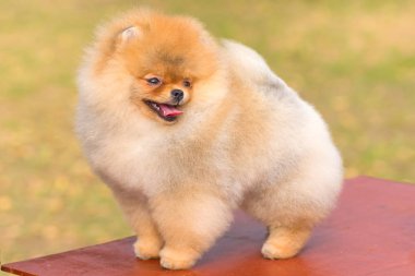 Köpek Spitz yakın çekim