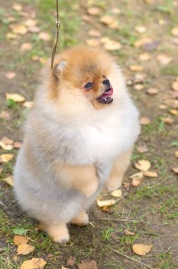 Köpek Spitz yakın çekim