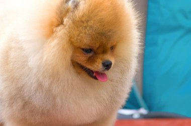 Köpek Spitz yakın çekim