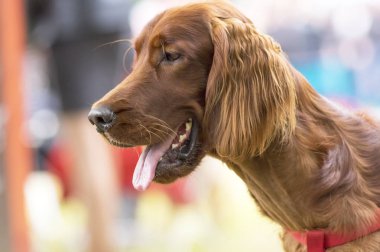 Setter köpek yakın çekim