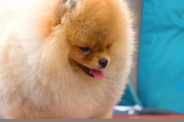 Dog Spitz Close-up — Stock Photo, Image