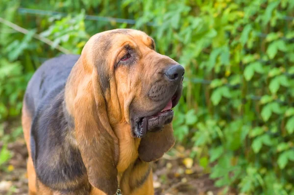 Bloodhound köpek yavrusu yakın çekim
