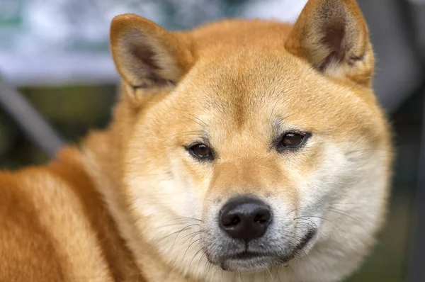 Köpek Laika yakın çekim — Stok fotoğraf