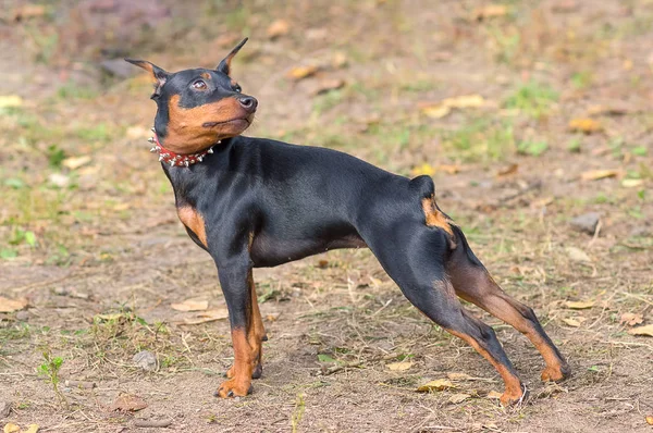 Gros plan sur le chien Doberman Pinscher — Photo