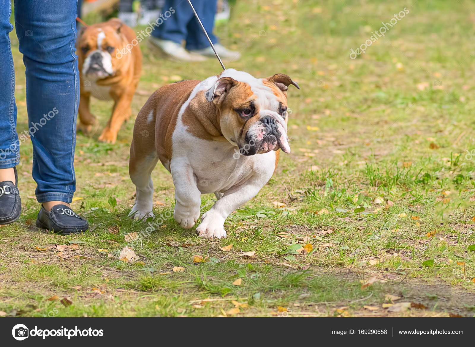 Gros Plan De Bulldog Anglais Photographie Vizland 169290658