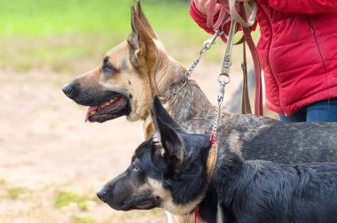 Alman çoban köpeği.