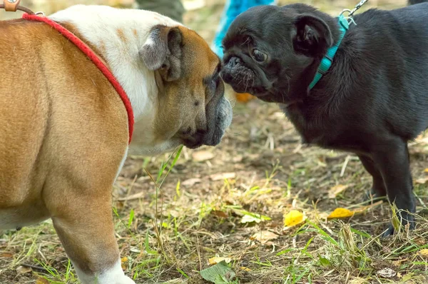 Pug köpek yakın çekim