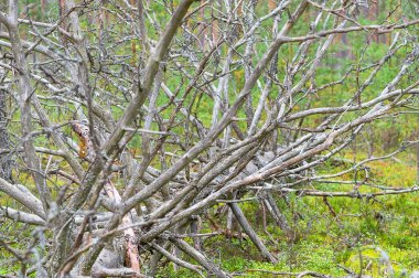 Düşmüş kuru ağaç