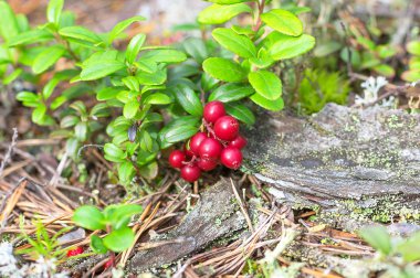 Kırmızı Olgun bilberry