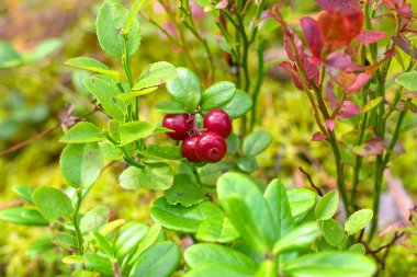 Kırmızı Olgun bilberry