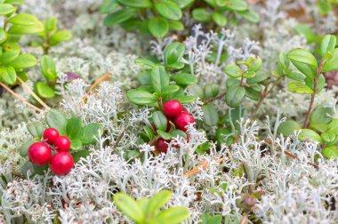 Kırmızı Olgun bilberry