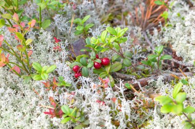 Kırmızı Olgun bilberry
