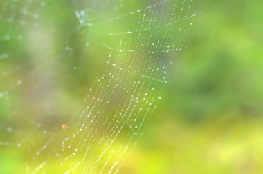 çiğ damlaları ile spiderweb