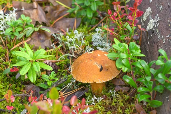 Cogumelo cultivado na floresta — Fotografia de Stock