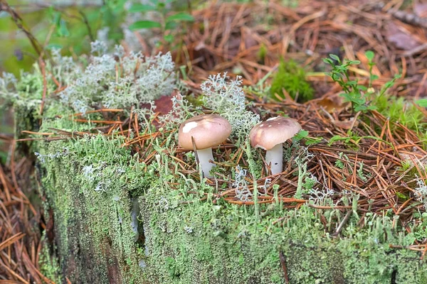 Cogumelo cultivado na floresta — Fotografia de Stock