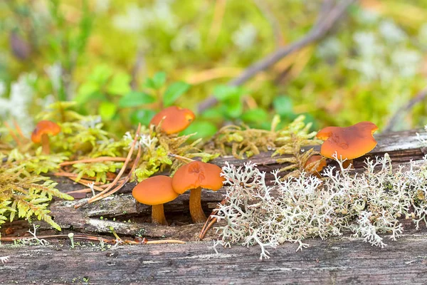 Mushrooms honey agarics close-up — Stock Photo, Image
