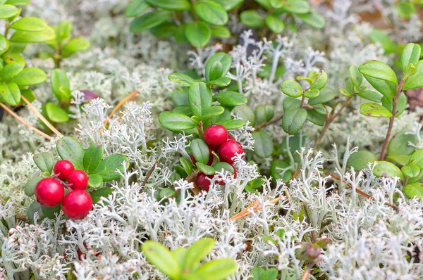 Kırmızı Olgun bilberry