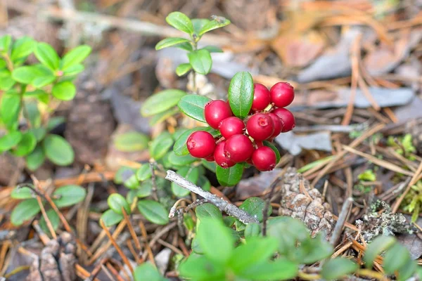 Kırmızı Olgun bilberry