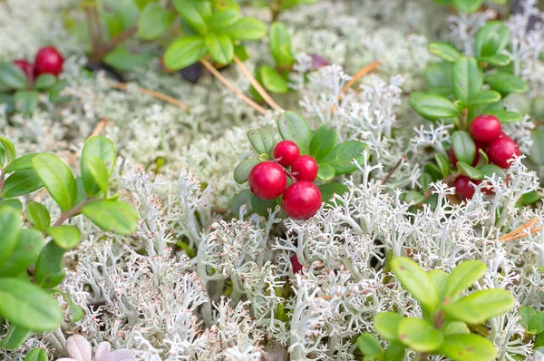 Kırmızı Olgun bilberry