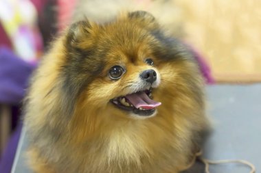 Köpek Spitz yakın çekim