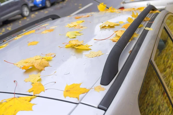 Kapalı araba sonbahar yaprakları