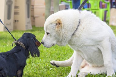 Kafkas Çoban Köpeği