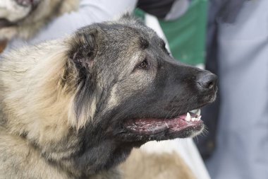 Kafkas Çoban Köpeği