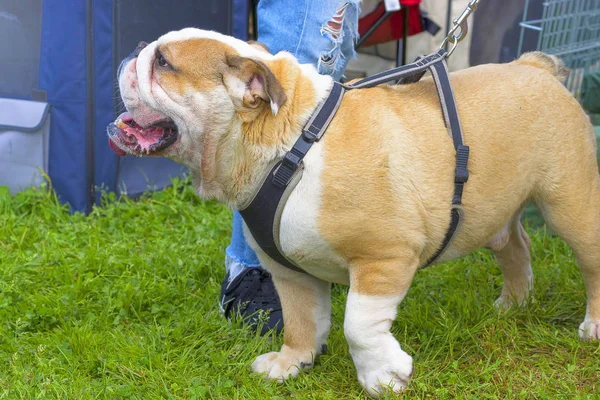 Dövüş köpek yakın çekim