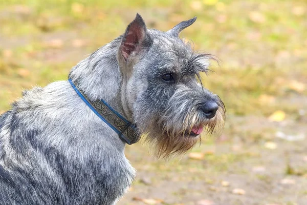 Cão de terrier Close-up — Fotografia de Stock