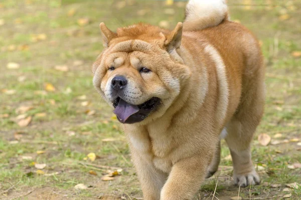 Chow-Chow-Hund aus nächster Nähe — Stockfoto