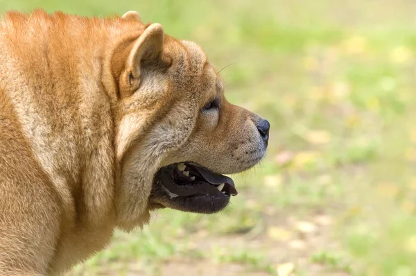 Chow-chow cão close-up — Fotografia de Stock