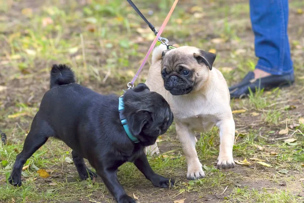 Pug köpek yakın çekim