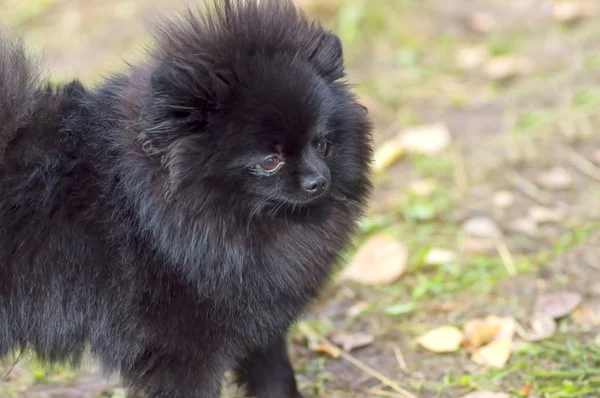 Dog Spitz Close-up