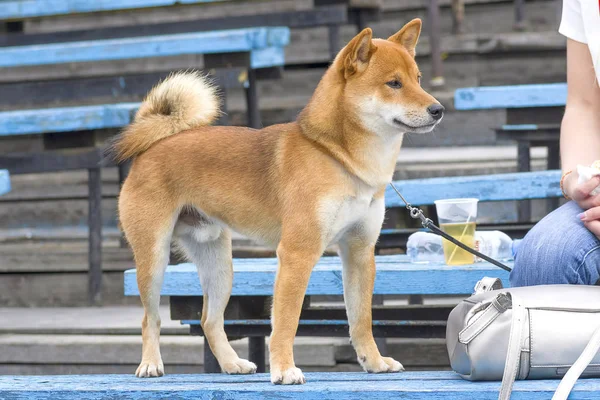 Primer plano de Dog Laika —  Fotos de Stock