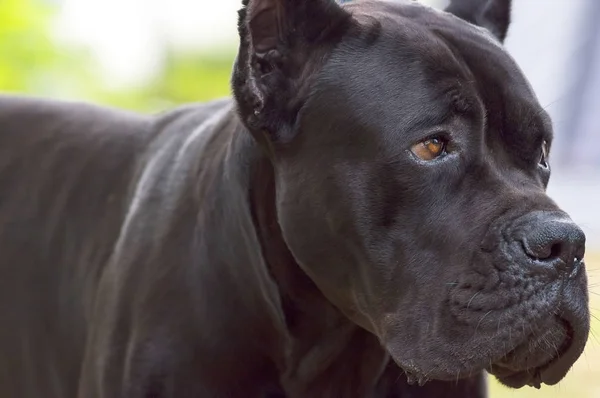 Great Dane close-up — Stock Photo, Image