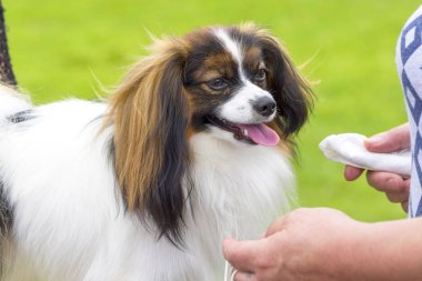 Kıta oyuncak İspanyol fal