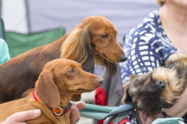 Tipik Dachshund yakın çekim