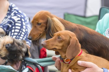 Tipik Dachshund yakın çekim