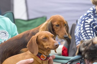 Tipik Dachshund yakın çekim